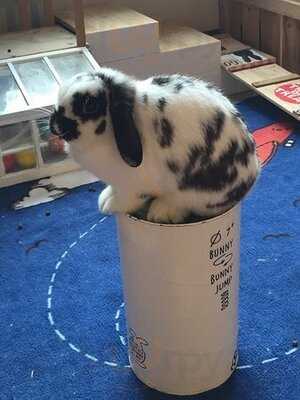 Lucky Bunny Cafe & Restaurant