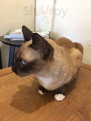 Catnip Cafe'