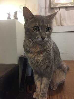 Catnip Cafe'