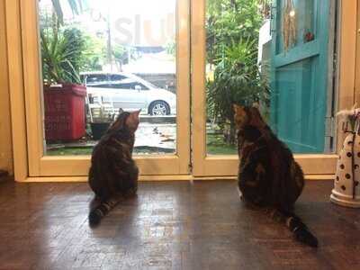Catnip Cafe'