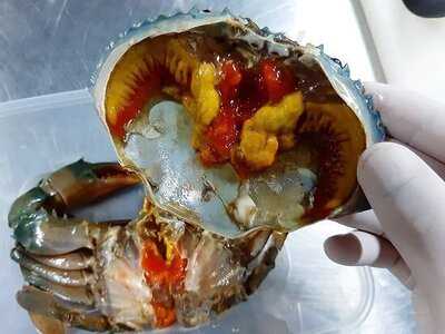 มิสเตอร์ลี ปูไข่ดองเกาหลี