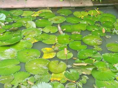 ร้านอาหาร เเชร์ออฟมายด์