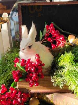 คานิน เดอะ แรบบิท