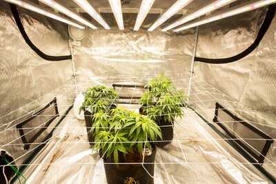 Royal Queen Seeds Thailand