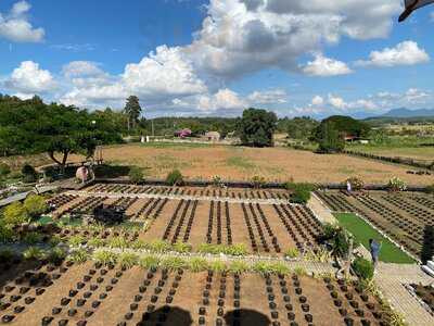 Chiang Rai Roast Duck Shop