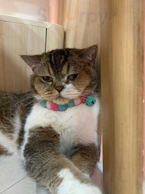 Cats Tale Cafe