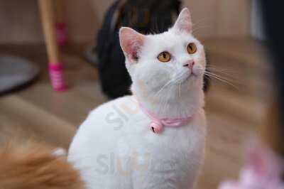 Cats Tale Cafe