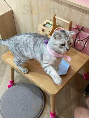 Cats Tale Cafe