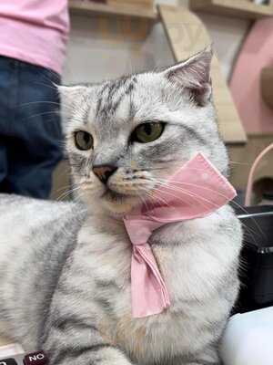 Cats Tale Cafe