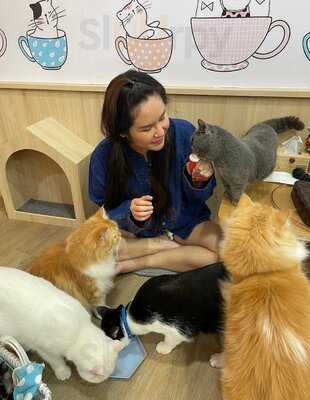 Cats Tale Cafe