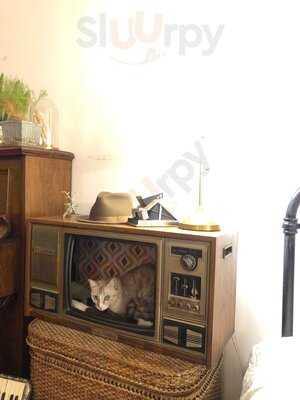 House 38 Cat And Home Studio Bar