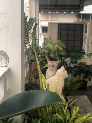 House 38 Cat And Home Studio Bar