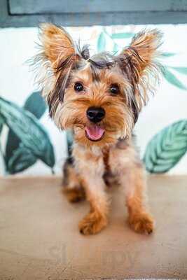 The Deck Bangkok (sukhumvit Soi 20)