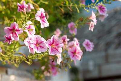 Sit Under Tree Special Coffee & Home Roasters