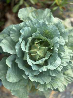 Chuankhun Garden Cafe