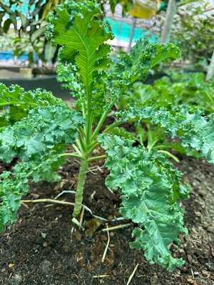 Chuankhun Garden Cafe