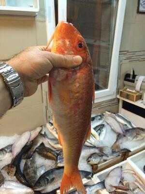 Gumusluk Balik Pisirme Evi