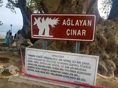 Ağlayan Çınar