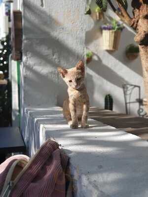 Asırlık Cafe & Bistro