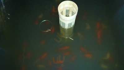 Sofram Saklı Bahçe