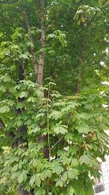 Hasan Usta Mersin Tantuni