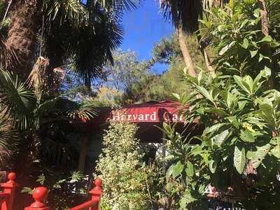 Harvard Cafe