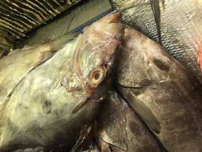 Kalamış Cundalı Ayvalık Balıkçısı