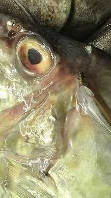 Kalamış Cundalı Ayvalık Balıkçısı