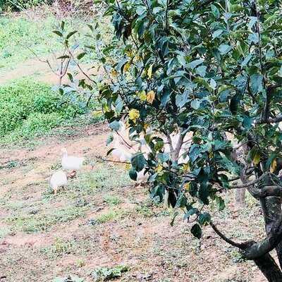 Kuzu Sofrasi Kuyu Kebap