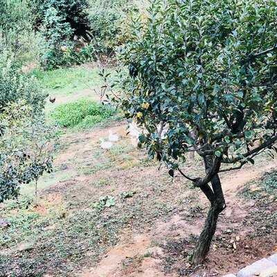 Kuzu Sofrasi Kuyu Kebap