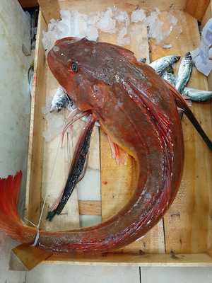 Askoroz Balıkçısı