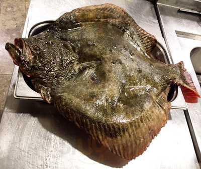 Hamsi Balık Lokantası