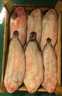 Büyük Beykoz Balıkçısı