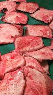 Büyük Beykoz Balıkçısı