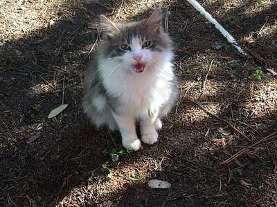 Nezihe Hanım'ın Bahçesi