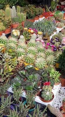 Meshur Adiyaman Cig Koftecisi Omer Usta