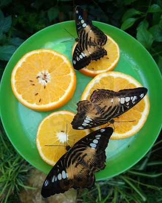 Chinese & Sushi Express