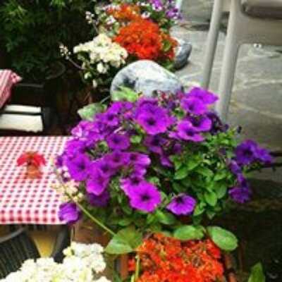 Sanatevi Bahçe Cafe