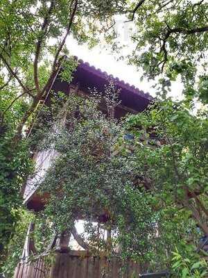 Trabzon Kültür Derneği