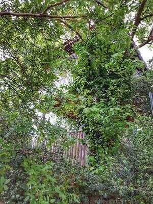 Trabzon Kültür Derneği