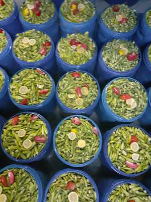 Gaziantepli Yorem Sofrasi