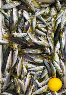 Bakırköy Balık Evi