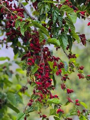 Green House Restaurant