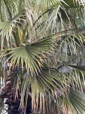 Green House Restaurant