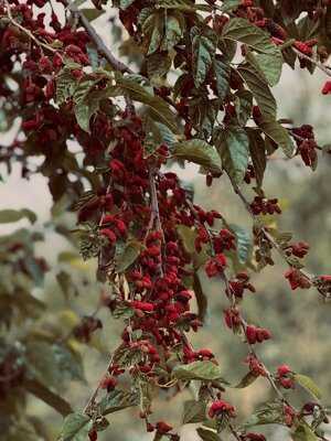 Green House Restaurant