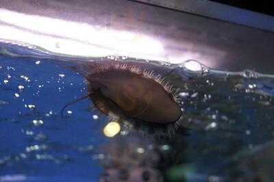 饌巴黎若水臨品鍋