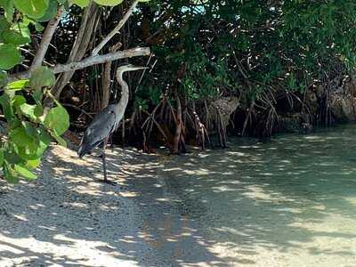 New Pass Grill And Bait Shop