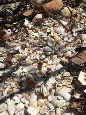 Lido Key Tiki Bar & Public Beach