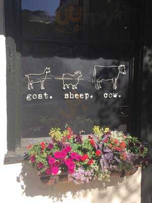 Goat Sheep Cow, North