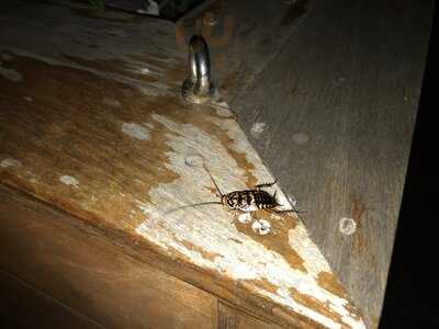 The Grove Restaurant & Bar